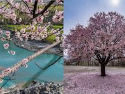 Hunza cherry blossom