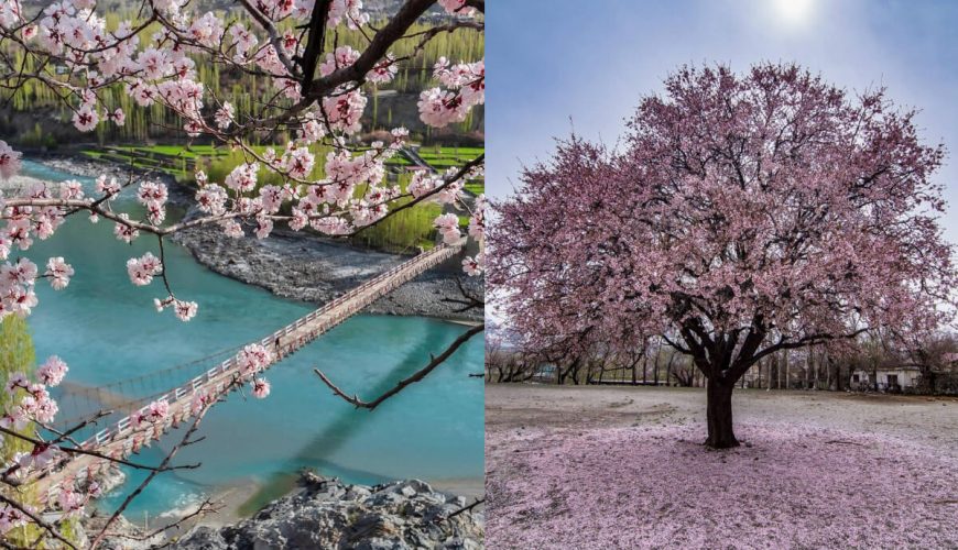 Hunza cherry blossom